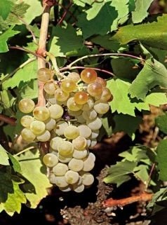 ΚΙΔΩΝΙΤΣΑ(en translation)