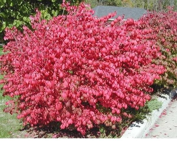 Ευώνυμο - alatus " Compactus"(en translation)