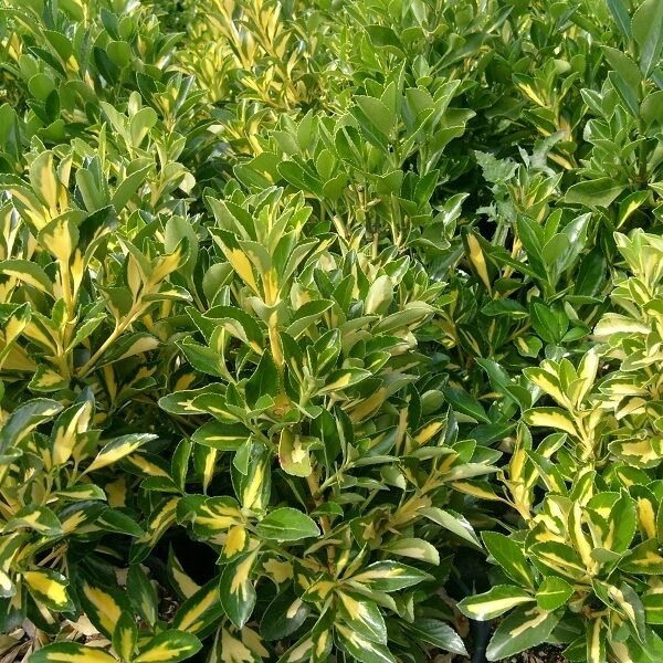 Ευώνυμο-j.Elegantissimus Aureus(en translation)