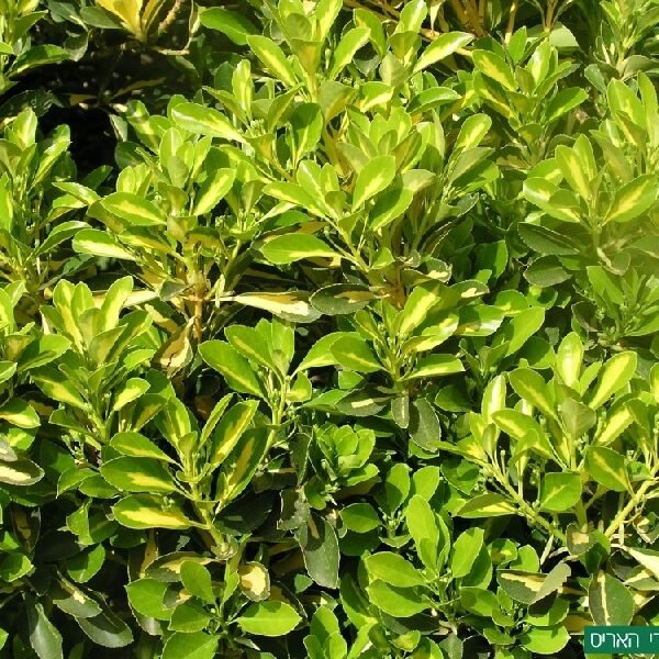 Ευώνυμο- japonicus "Aureopictus"(en translation)