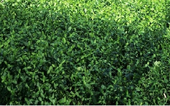 Ευώνυμο - fortunei "Coloratus"(en translation)