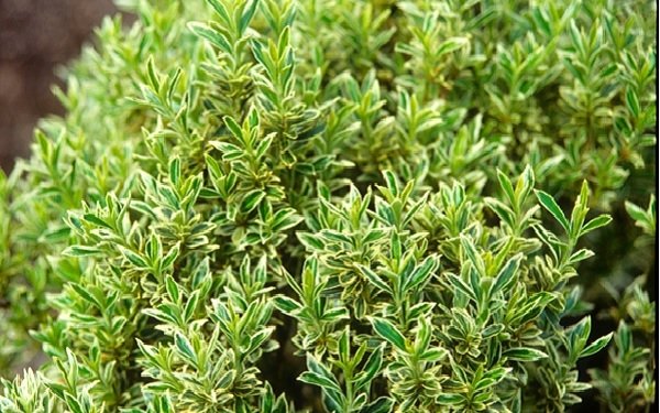 Ευώνυμο   Microphyllus Pulchellus