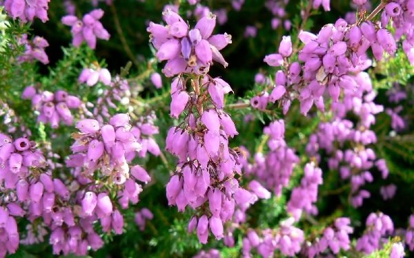 Έρικα- Calluna Vulgaris(en translation)