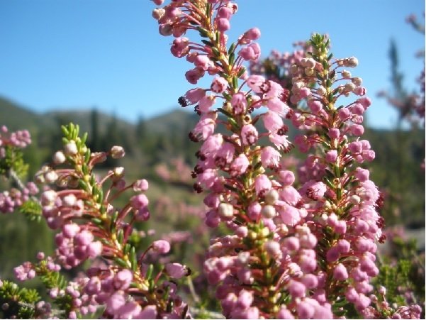 Ρείκι Μεσογείου