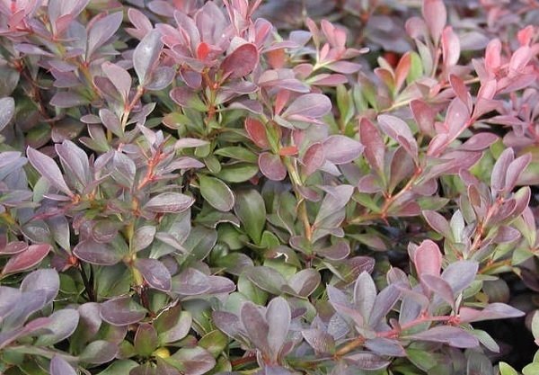 Βερβερίς νάνα