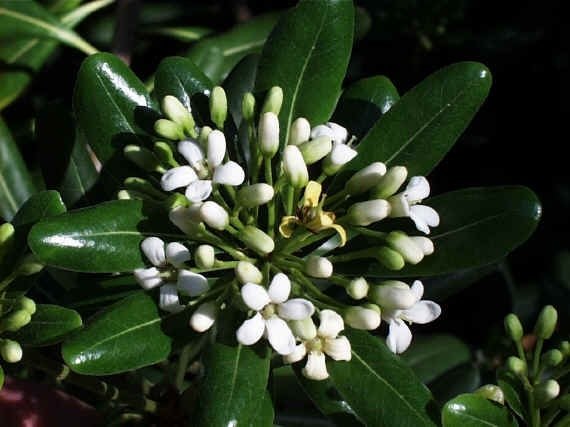 Αγγελική tobira