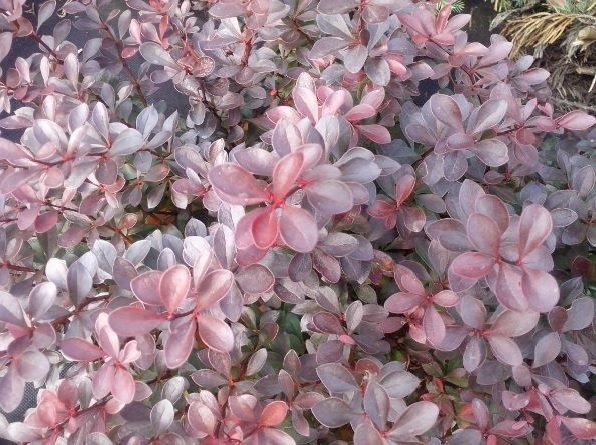 Αγγελική Νάνα