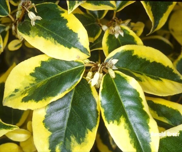 Αγγελική Νάνα Πανασέ(en translation)