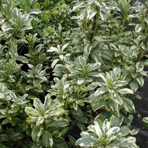 Αγγελική μικρόφυλλη