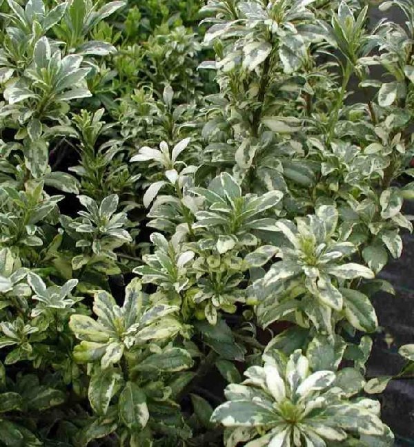 Αγγελική μικρόφυλλη