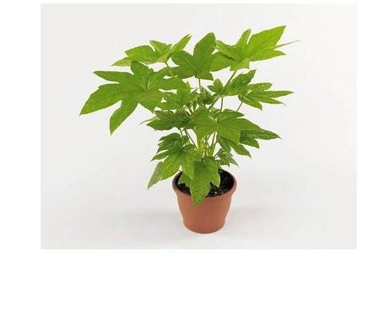 Αράλια, Φάτσια(en translation)