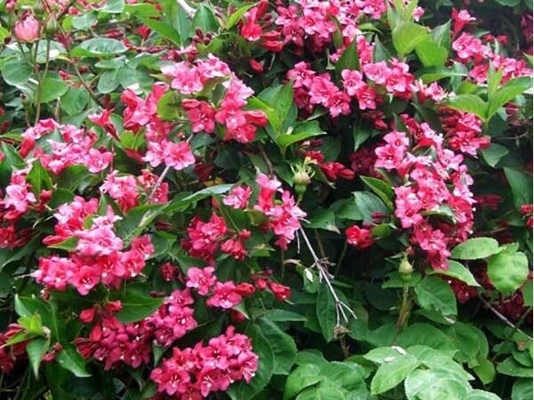 Βεϊγκέλια(en translation)