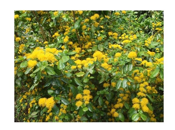 Αζάρα(en translation)