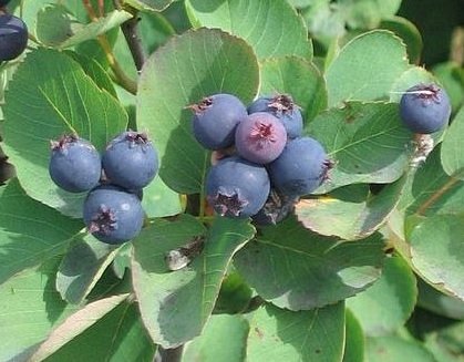 Αμελάγχιο- Ιψός