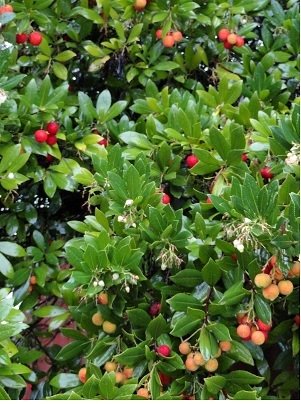 Άρβουτος- Κουμαριά(en translation)