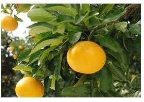 Αγριόκιτρο(en translation)