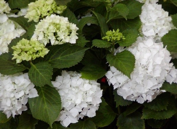 Ορτανσία μακρόφυλλη(en translation)