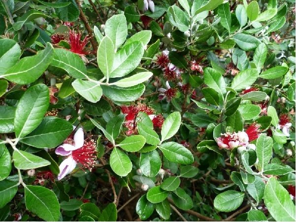 Φεϊζόα -Γκουαγιάμπο(en translation)