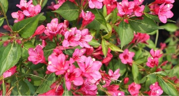 Βεϊγκέλια κόκκινη  Νάνα