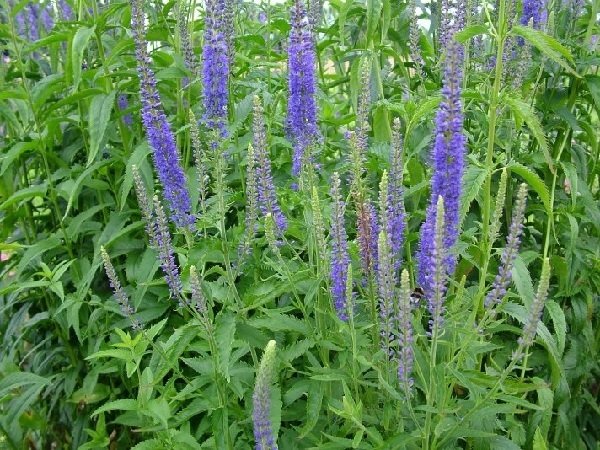 Βερόνικα-Ήβη