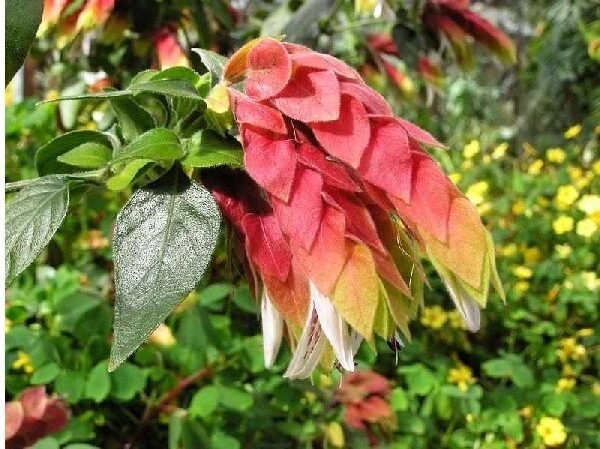 Βελοπερόνη