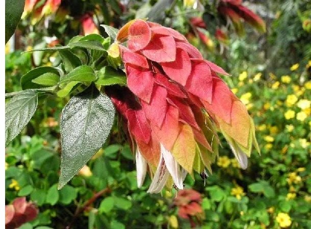 Βελοπερόνη