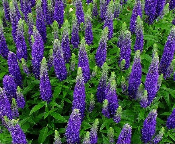 Βερόνικα πανασέ  "Νάνα"