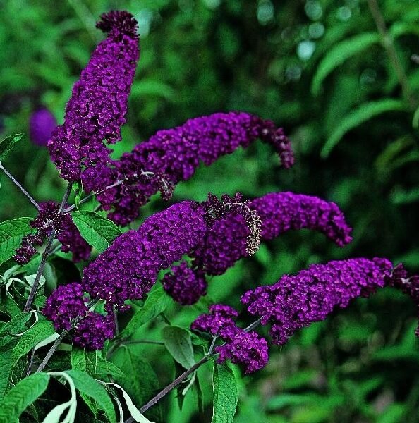 Βουδλέϊα davidii