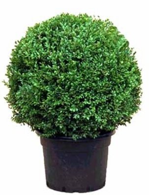 Πυξός-Βούξος-Πυξάρι