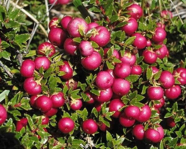 Περνέτια(en translation)