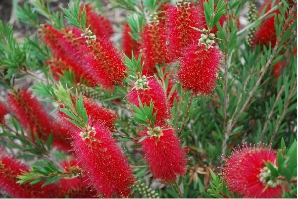 Καλλιστήμων(en translation)