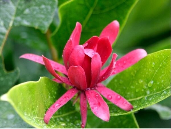 Καλύκανθος(en translation)