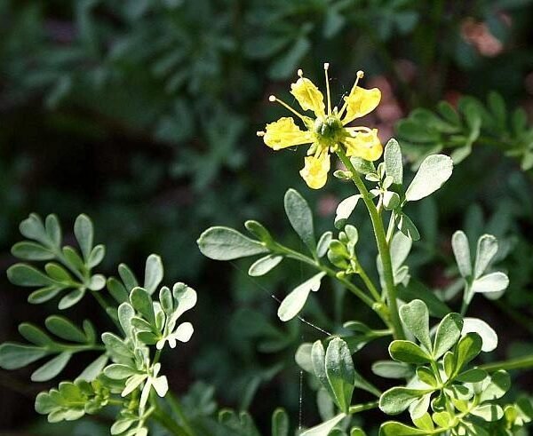 Απήγανος,Ρούτα