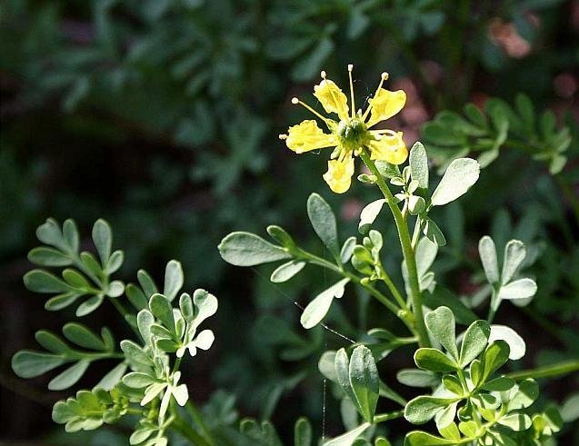 Απήγανος,Ρούτα(en translation)