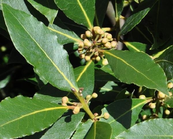 Δάφνη, Βάγια