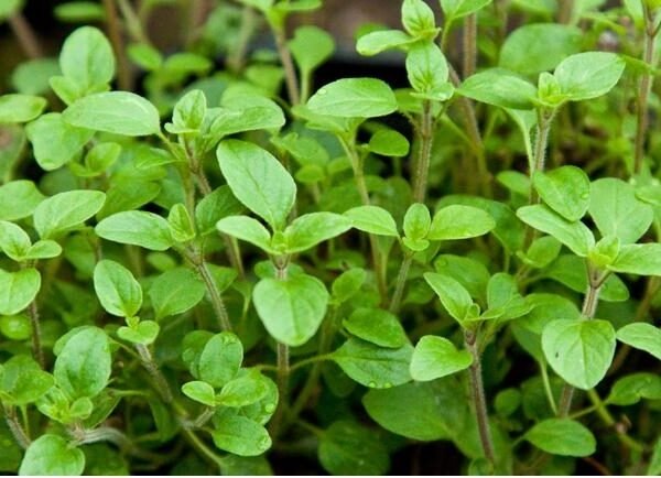 Μαντζουράνα