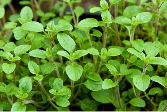 Μαντζουράνα