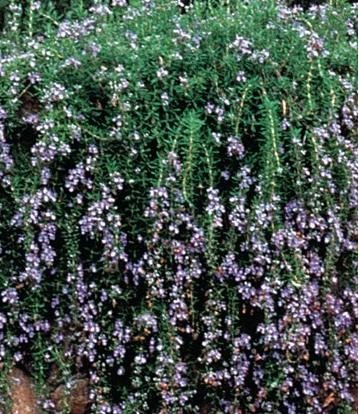 Δενδρολίβανο έρπων