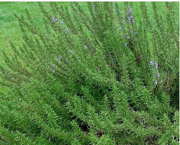 Δενδρολίβανο ορθόκλαδο