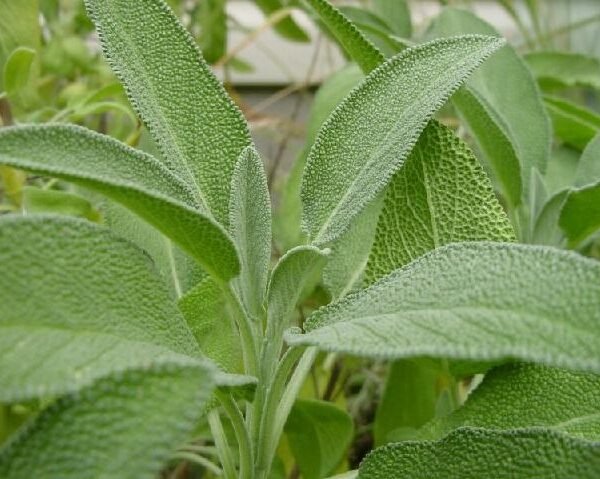 Σάλβια,Φασκόμηλο