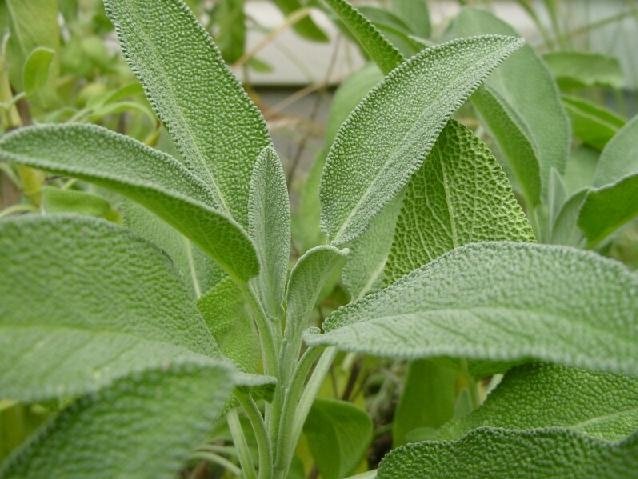 Σάλβια,Φασκόμηλο(en translation)