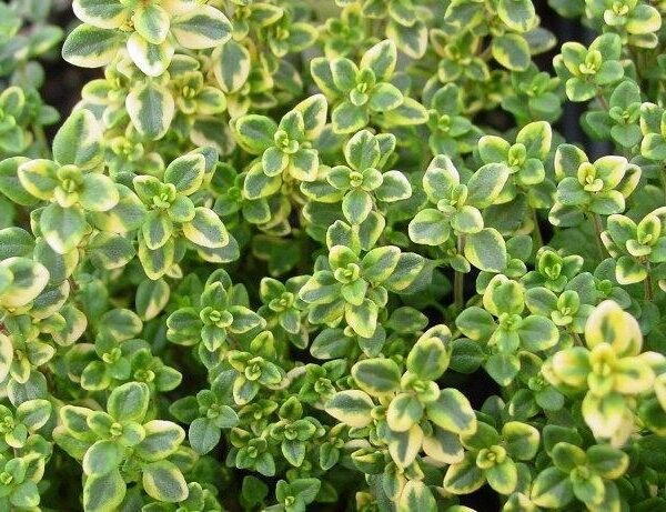 Λεμονοθύμαρο(en translation)