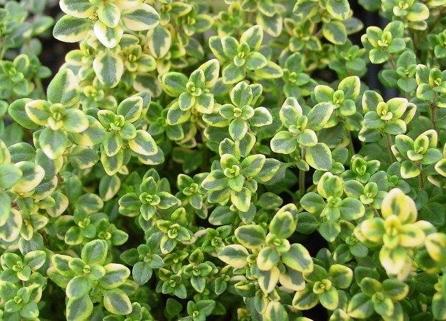 Λεμονοθύμαρο(en translation)