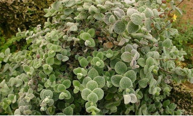 Δίκταμο(en translation)