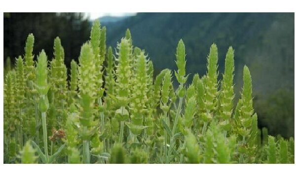 Τσάϊ του Βουνού (Σιδερίτης)(en translation)