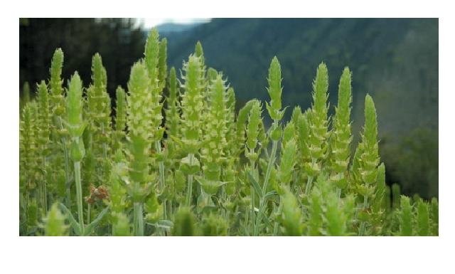 Τσάϊ του Βουνού (Σιδερίτης)(en translation)