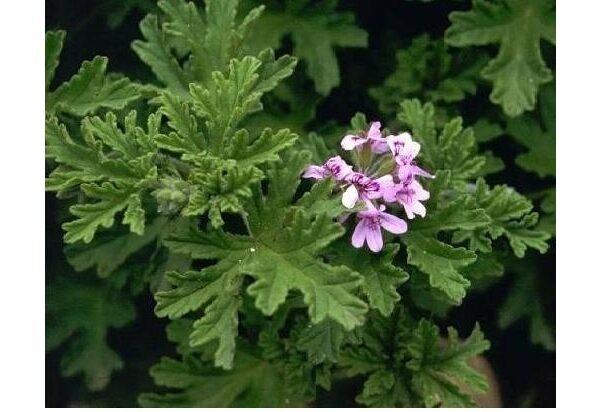 Αρμπαρόριζα-Πελαργόνιο το βαρύοσμο(en translation)