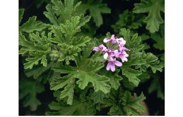 Αρμπαρόριζα-Πελαργόνιο το βαρύοσμο(en translation)