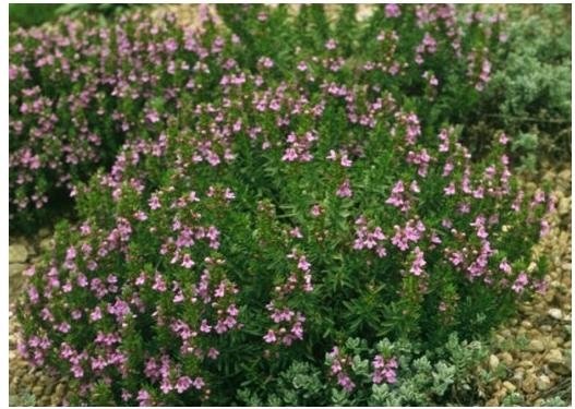 Θρούμπι(en translation)