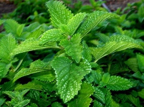 Μελισσόχορτο